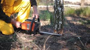 Best Seasonal Cleanup (Spring/Fall)  in St Leo, FL