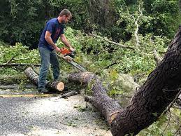 Best Tree and Shrub Care  in St Leo, FL