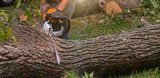 Best Firewood Processing and Delivery  in St Leo, FL