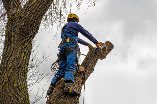 Best Tree Cabling and Bracing  in St Leo, FL