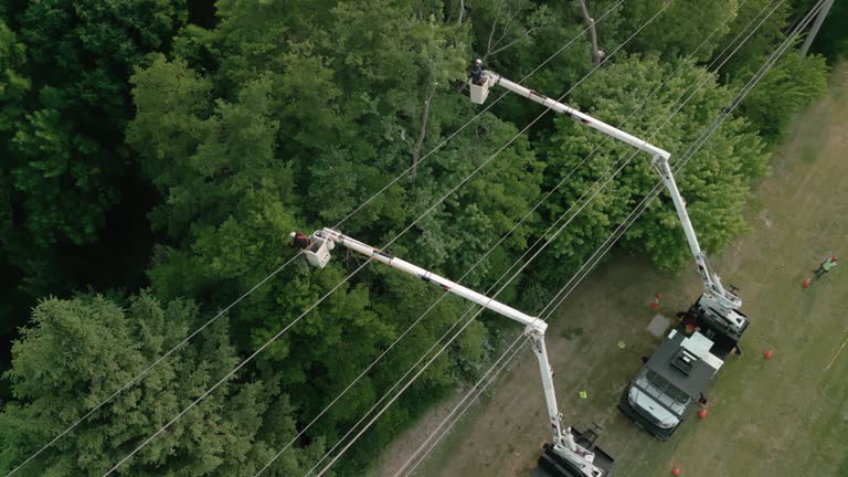 Best Tree Maintenance Programs  in St Leo, FL
