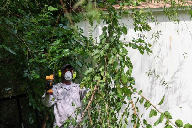 Best Weed Control  in St Leo, FL